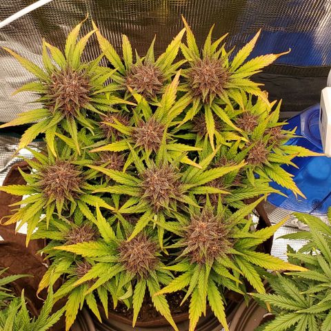 Purple Lemonade growlog timeline photo