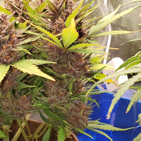 Purple Lemonade growlog timeline photo