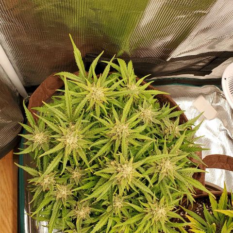 Zkittlez growlog timeline photo
