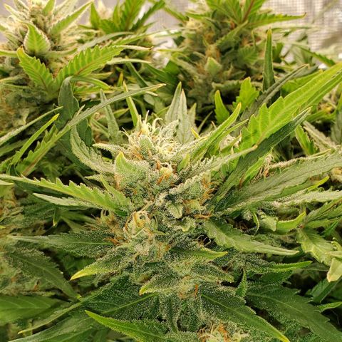 Zkittlez growlog timeline photo