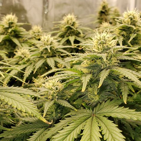 Gorilla Cookies growlog timeline photo