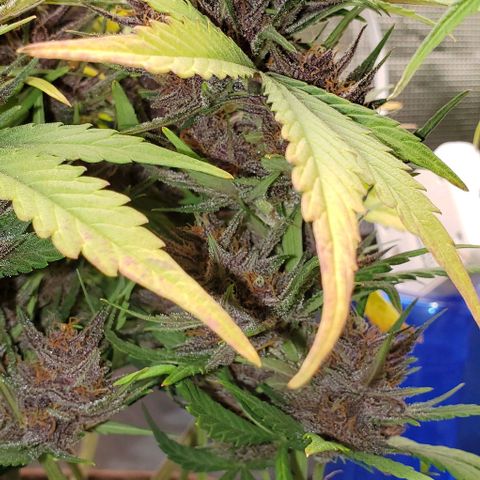 Purple Lemonade growlog timeline photo