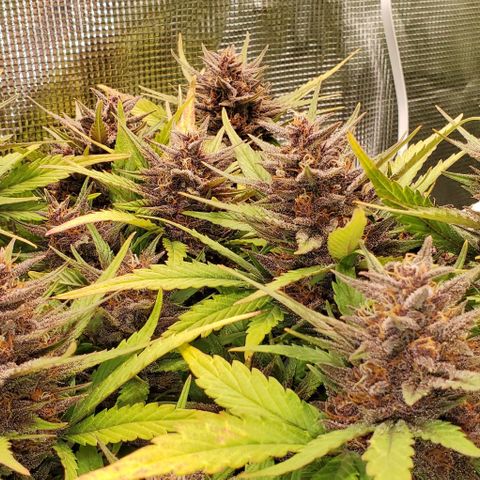 Purple Lemonade growlog timeline photo