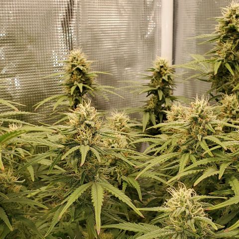 Think Different growlog timeline photo