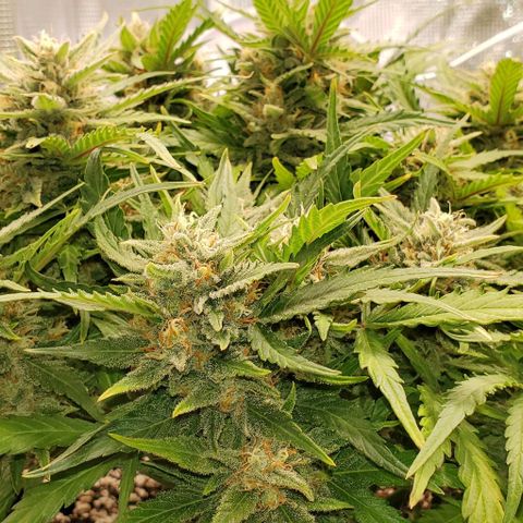 Zkittlez growlog timeline photo