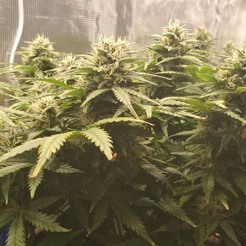 Gorilla Cookies growlog timeline photo