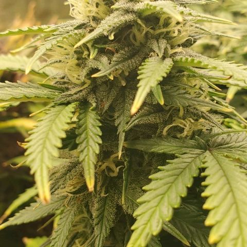 Gorilla Cookies growlog timeline photo