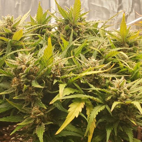 Zkittlez growlog timeline photo