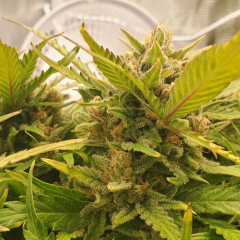 Zkittlez growlog timeline photo
