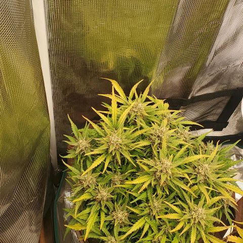 Zkittlez growlog timeline photo
