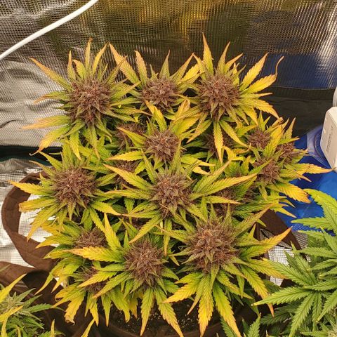 Purple Lemonade growlog timeline photo