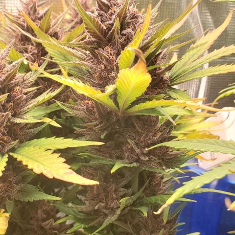 Purple Lemonade growlog timeline photo