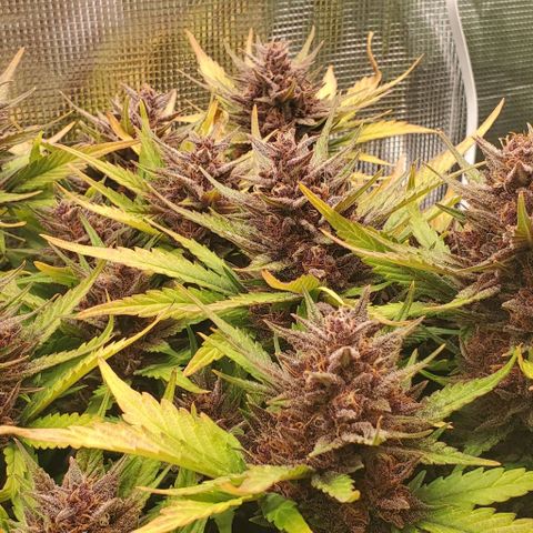 Purple Lemonade growlog timeline photo