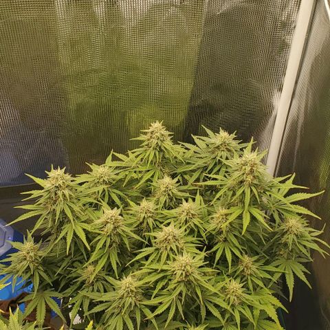 Think Different growlog timeline photo