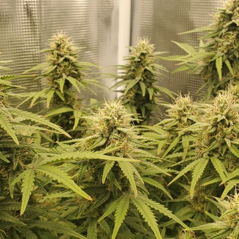 Think Different growlog timeline photo