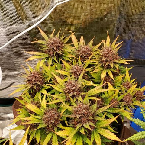Purple Lemonade growlog timeline photo