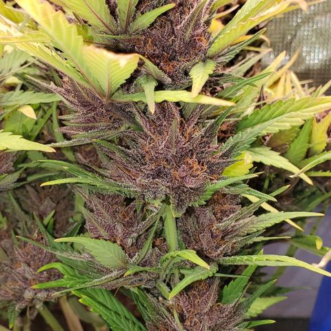 Purple Lemonade growlog timeline photo