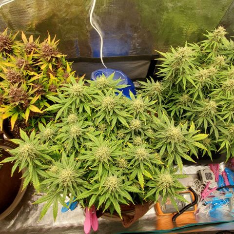 Gorilla Cookies growlog timeline photo