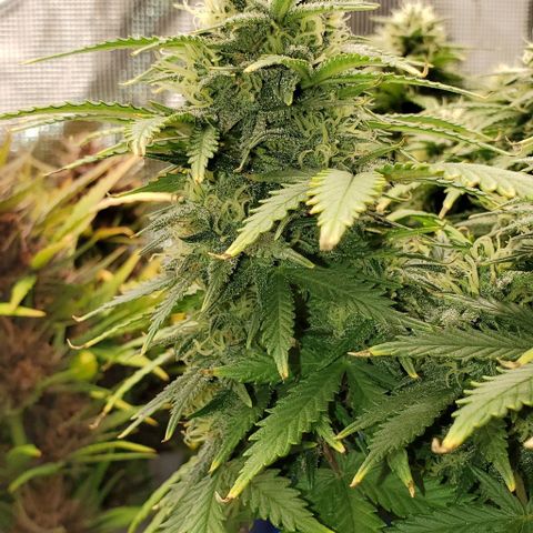 Gorilla Cookies growlog timeline photo