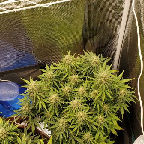 Think Different growlog timeline photo