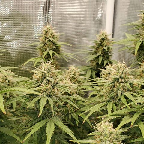 Think Different growlog timeline photo