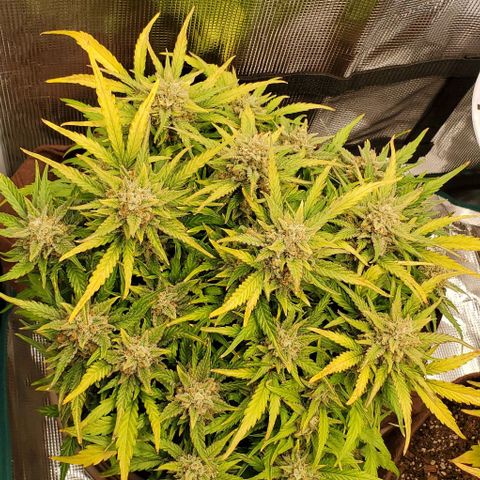 Zkittlez growlog timeline photo