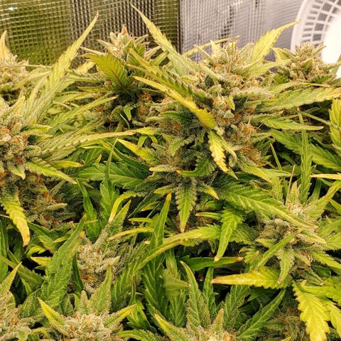 Zkittlez growlog timeline photo