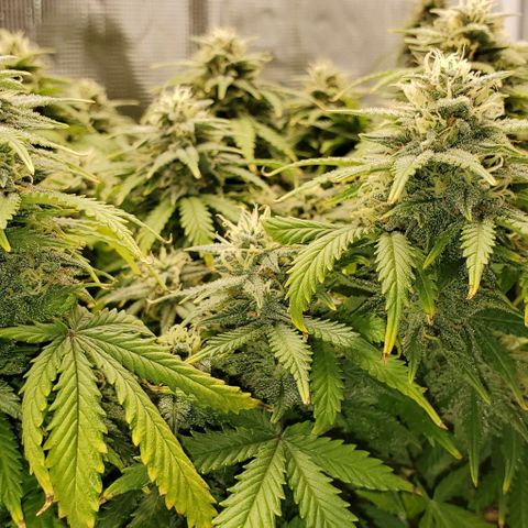 Gorilla Cookies growlog timeline photo