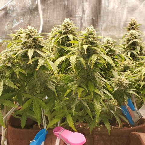 Gorilla Cookies growlog timeline photo