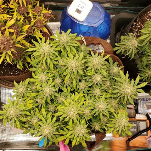 Gorilla Cookies growlog timeline photo