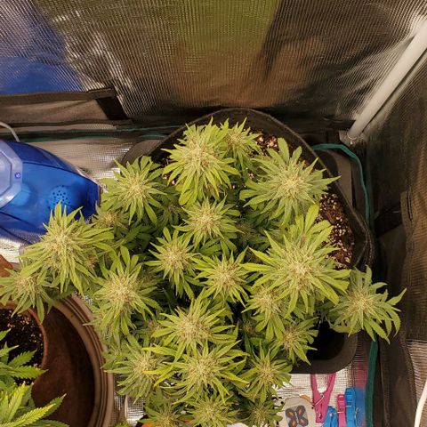 Think Different growlog timeline photo