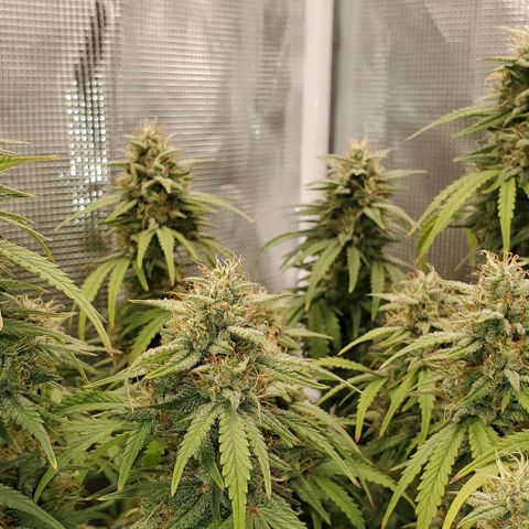 Think Different growlog timeline photo