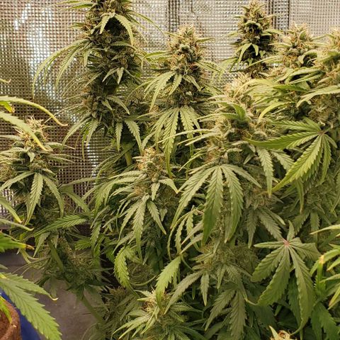 Think Different growlog timeline photo