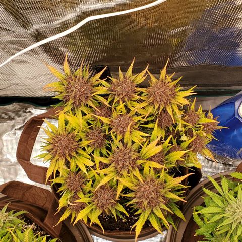 Purple Lemonade growlog timeline photo