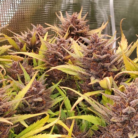 Purple Lemonade growlog timeline photo