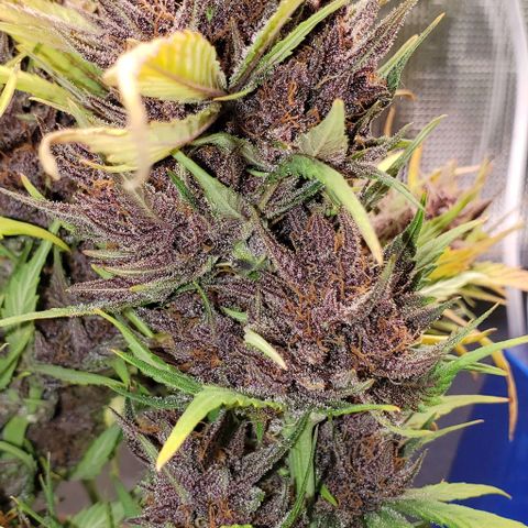 Purple Lemonade growlog timeline photo