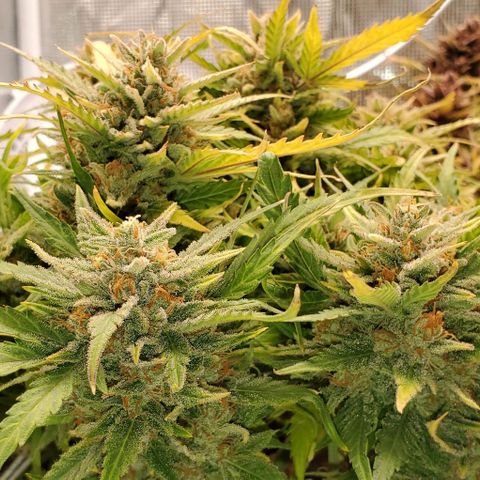 Zkittlez growlog timeline photo