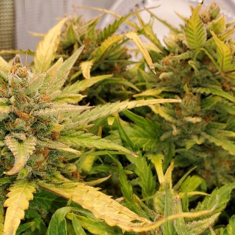 Zkittlez growlog timeline photo