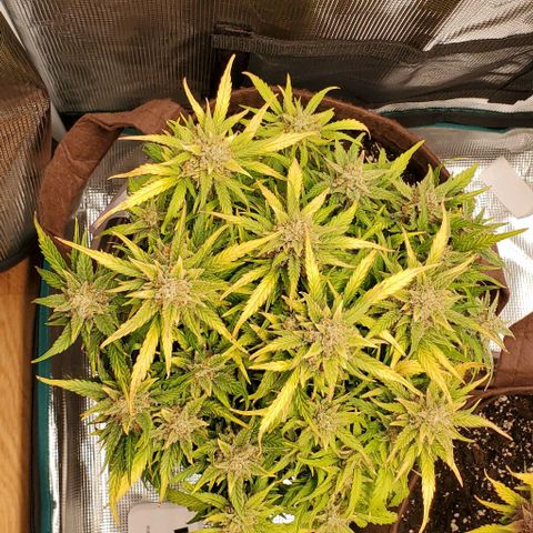 Zkittlez growlog timeline photo