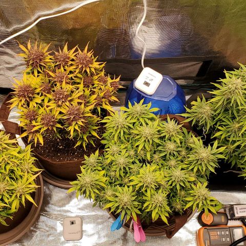 Purple Lemonade growlog timeline photo
