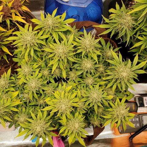 Gorilla Cookies growlog timeline photo