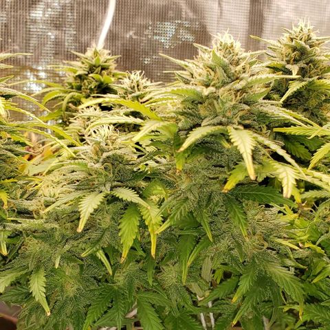 Gorilla Cookies growlog timeline photo