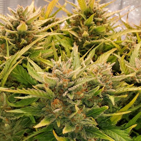 Zkittlez growlog timeline photo