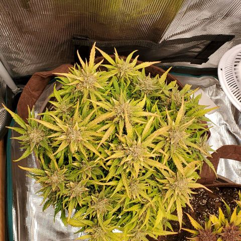 Zkittlez growlog timeline photo