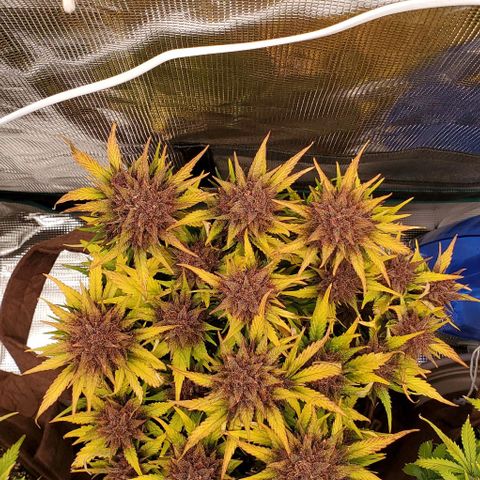 Purple Lemonade growlog timeline photo