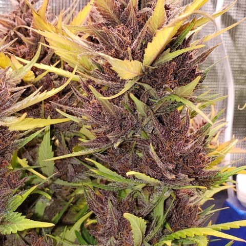 Purple Lemonade growlog timeline photo