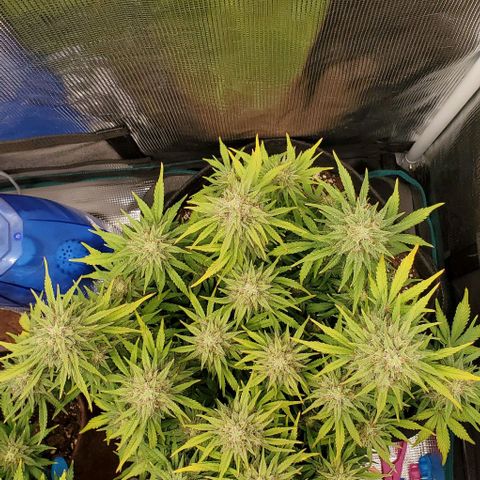 Think Different growlog timeline photo