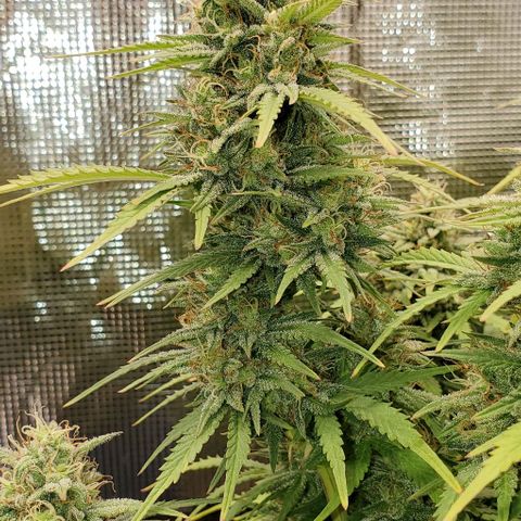 Think Different growlog timeline photo