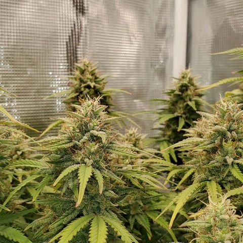 Think Different growlog timeline photo