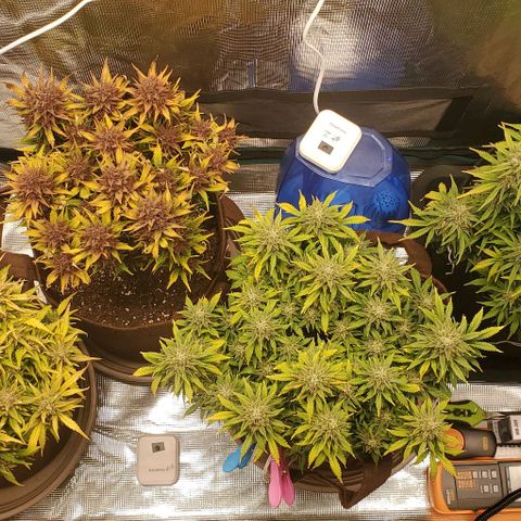 Purple Lemonade growlog timeline photo